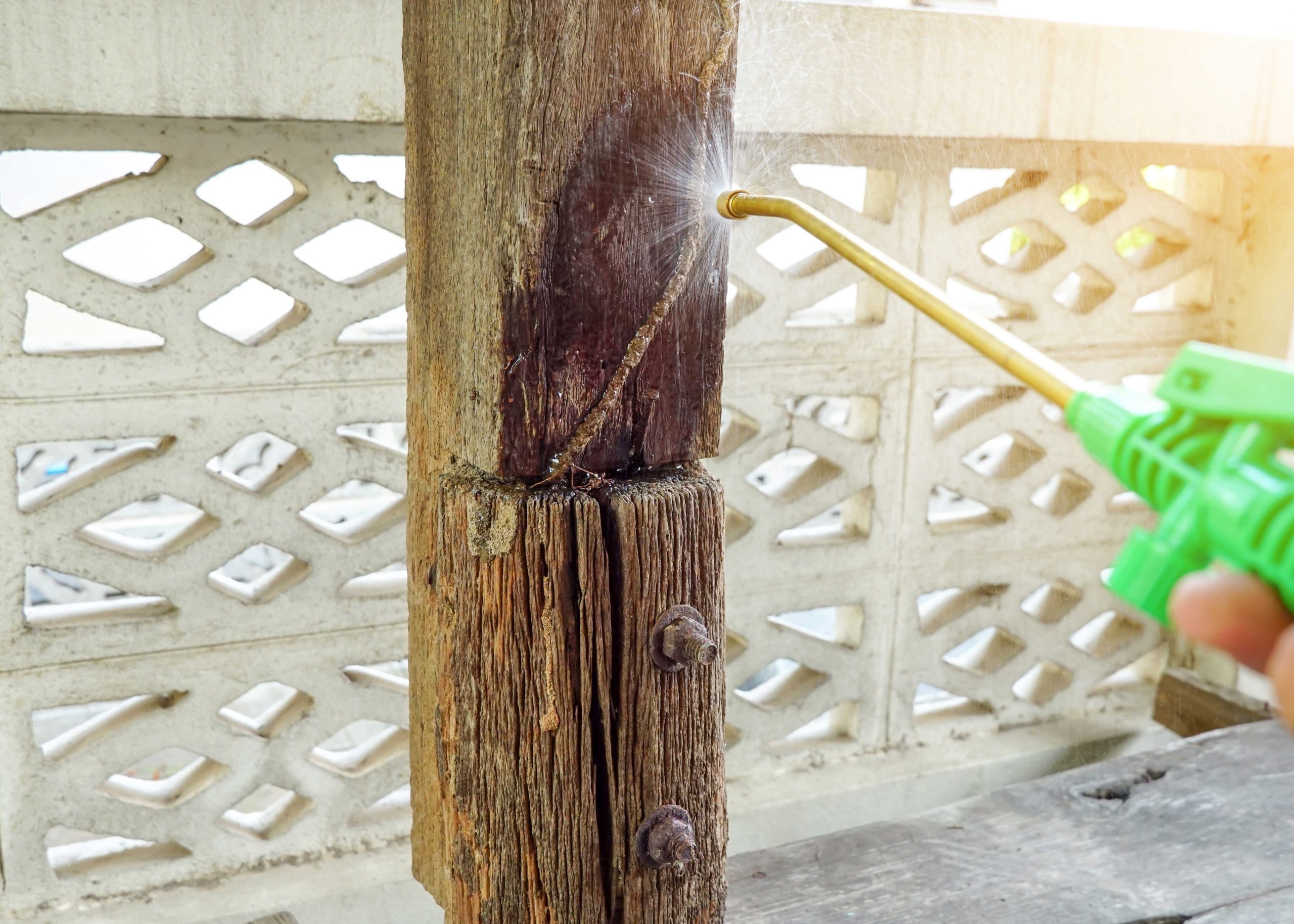 termite-prevention-scaled Anaheim, CA